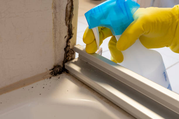 Best Toxic Mold Removal  in Point Pleasant Beach, NJ