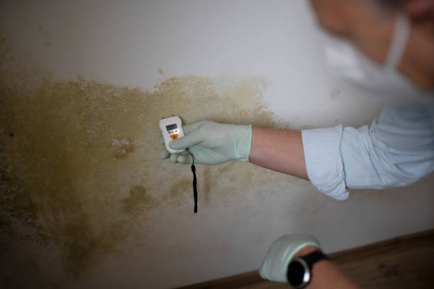 Best Attic Mold Removal  in Point Pleasant Beach, NJ